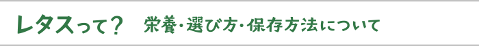 レタスって？栄養・選び方・保存方法について